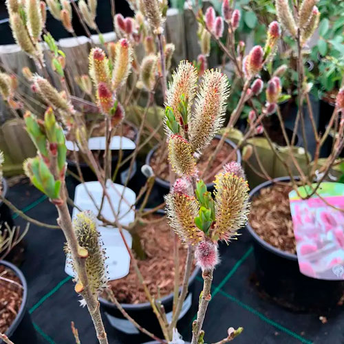 Растение Ива тонкоствольная Маунт Асо/Salix gracilistyla 'Mt Aso' С7.5 / Н 160-180