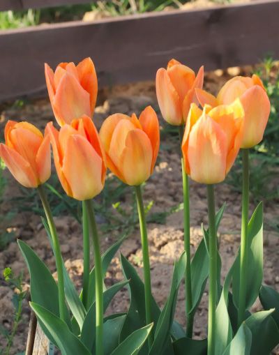 Цибулина Яскрава гібрид Фостера Orange Breeze 3 шт. 