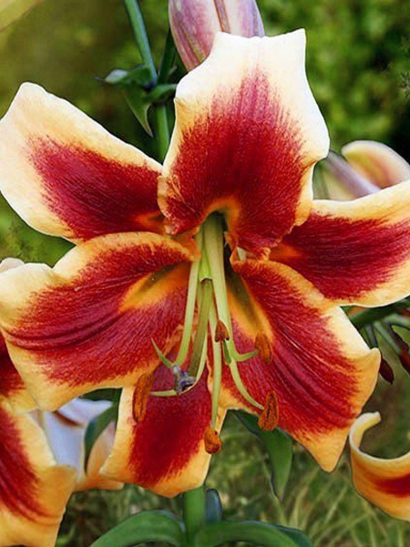 Луковица лилии ОТ Дебби 1 шт. 