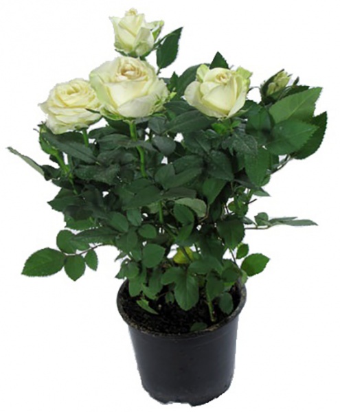 Растение Роза Патио микс 12/35