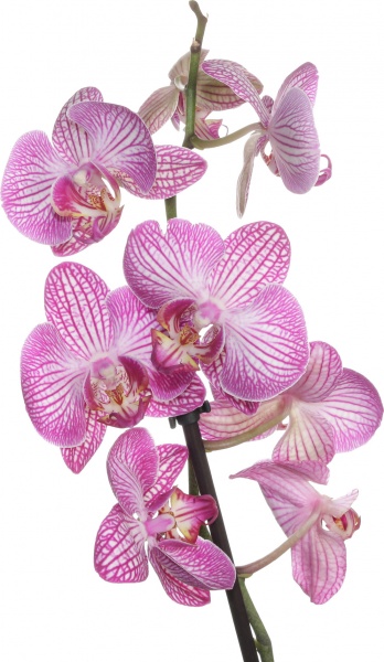 Растение комнатное Фаленопсис микс 1рр, 3/5 + 12/50