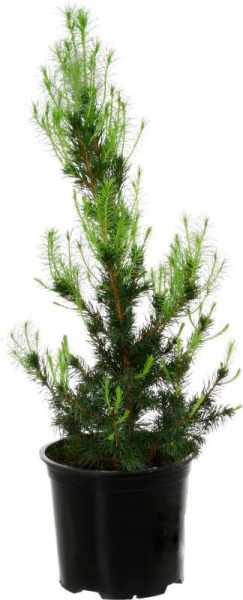 Растение Питея 