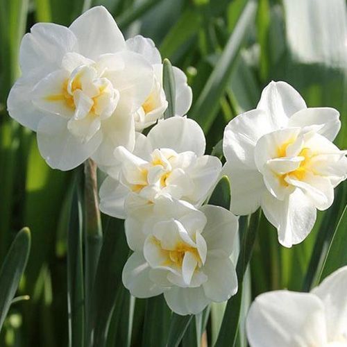 Луковица Яскрава Cherfulness 2 шт. 