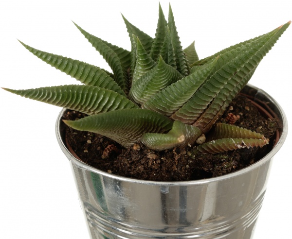 Растение Кактус в цинковом горшке 10x12 см