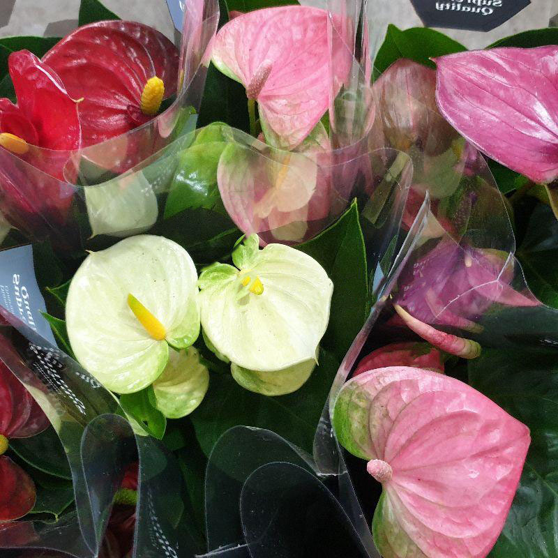 Растение Антуриум 9x30 микс