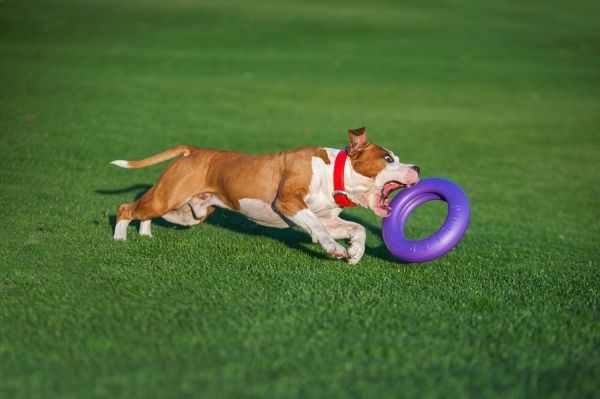 Снаряд тренувальний Puller Мaxi для собак 30 см