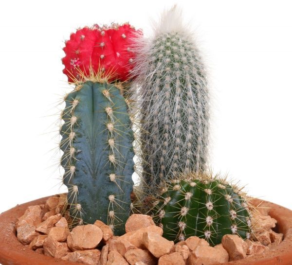 Композиция Кактус микс в плошке 13/25