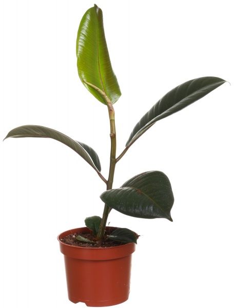 Растение Фикус эластика Робуста 13/35