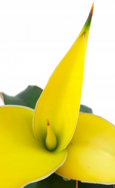 Рослина кімнатна Сансевьера Star Canary d9/h15