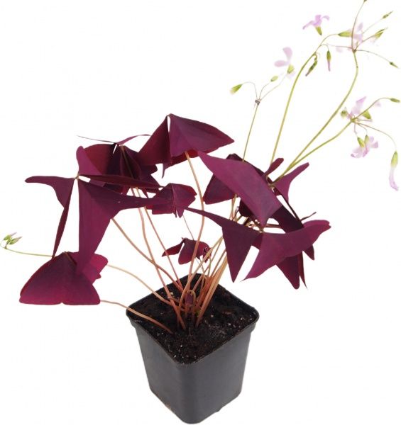 Рослина Кислиця трикутна