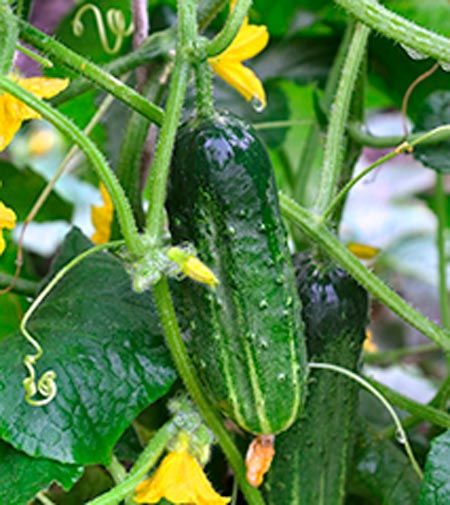 Семена Садовий Світ огурец Конкурент 1г