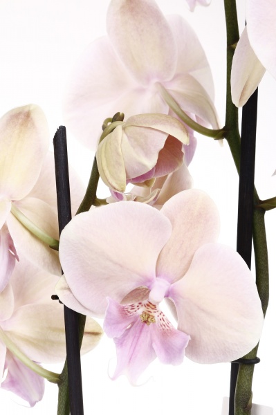 Растение Фаленопсис 12/75 2 гг элит микс