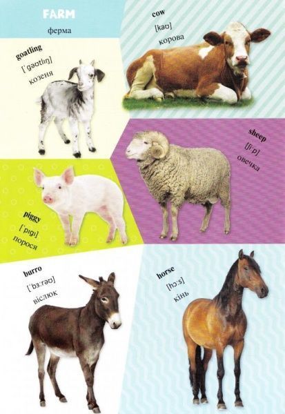 Книга «Животные» 978-617-690-197-6