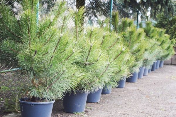 Саженец Сосна в горшке 1,5 м