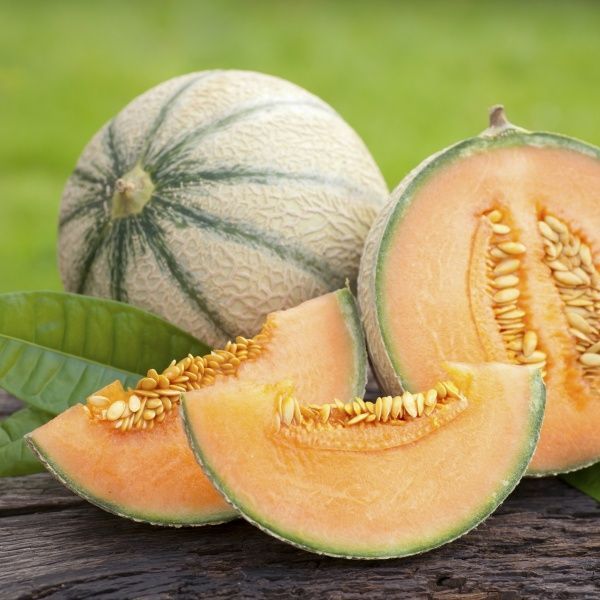 Семена Професійне насіння дыня Портенто F1 8 шт. (4820176693471)