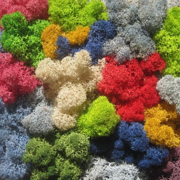 Мох стабилизированный ягель неочищенный микс 250 г