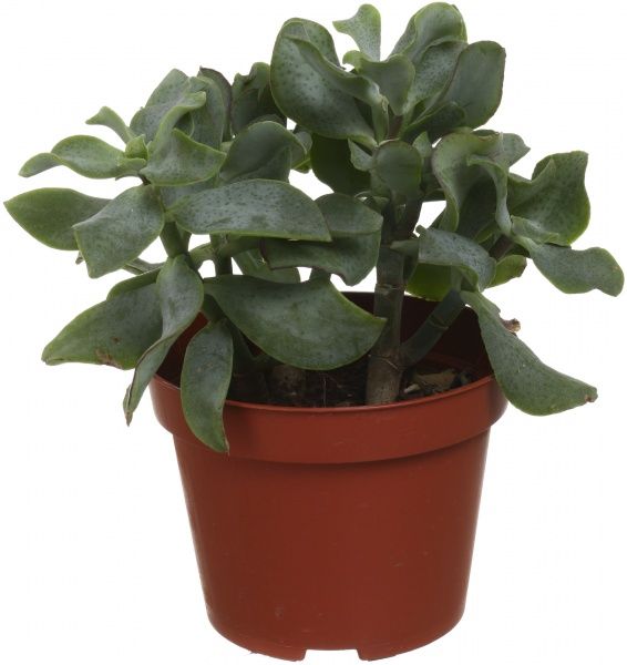 Растение комнатное Суккуленты микс 10.5 см