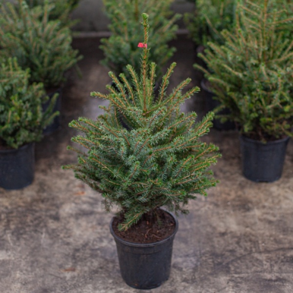 Растение Ель сербская (V18-S23 h120-140 WRB+С60)