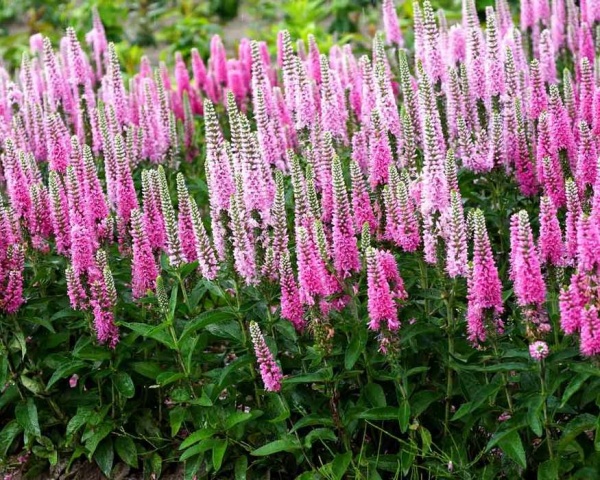 Растение Вероника 'Pink Marshmallow'