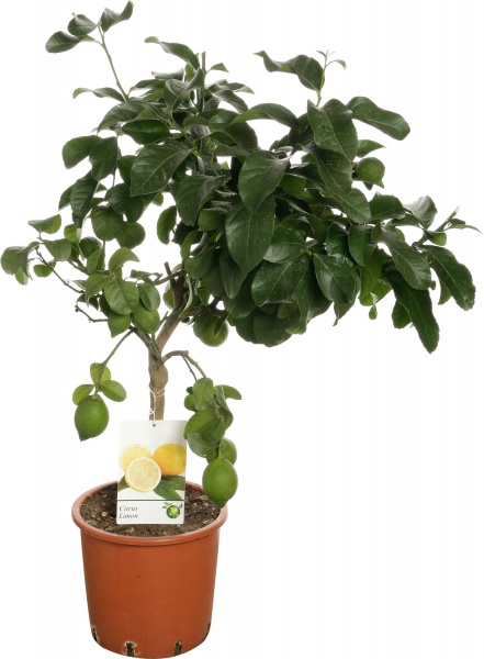 Рослина кімнатна Цитрус 22/80 цедро