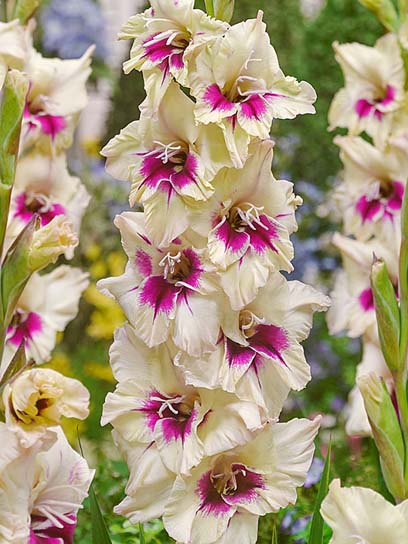 Клубнелуковица гладиолуса Амбер Мистик 3 шт. 