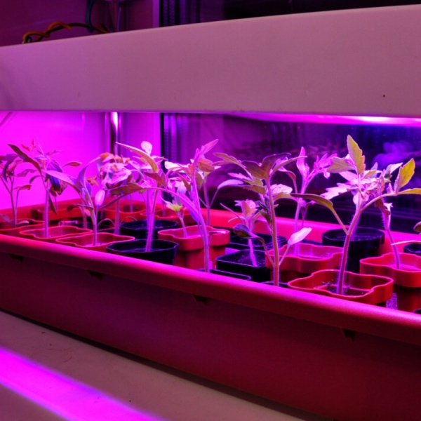 Світильник лінійний Videx LED FITO T8 1,2М 20W 20 Вт 27002 