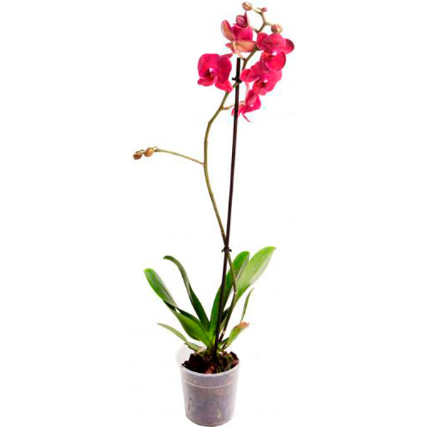 Растение Фаленопсис микс 1 ветка 12х60/70 см