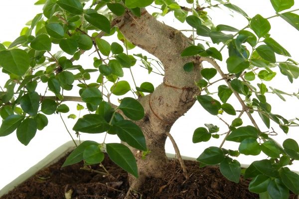 Рослина кімнатна Бонсай в керамічній плошці 35x30 cм