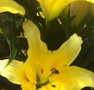 Луковица Лилия гигант Yelloween 1 шт. 