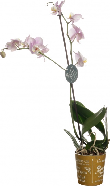 Растение комнатное Фаленопсис микс 1рр, 3/5 + 12/50