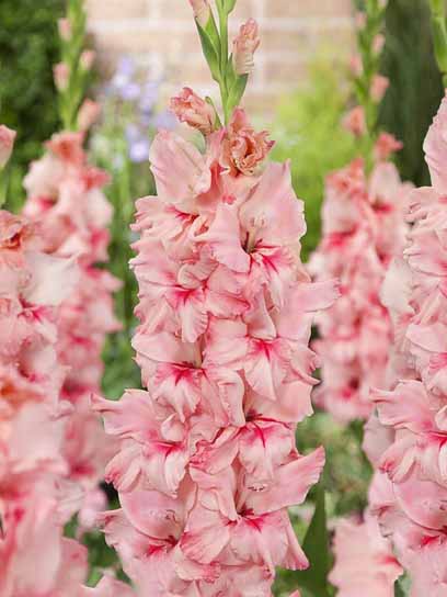 Бульбоцибулина гладіолуса Адреналін 3 шт. 