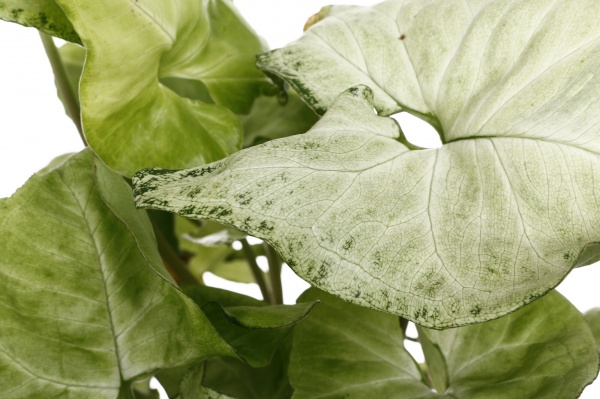 Растение Сингониум микс d14/h25