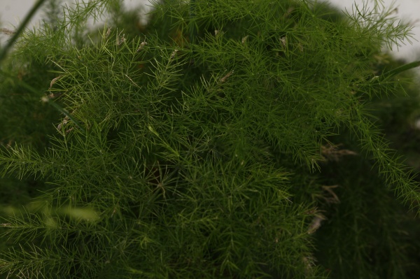 Тераріум у пляшці 17x25 см