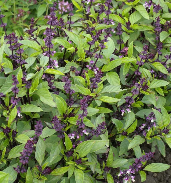 Насіння Професійне насіння базилік зелений Анісовий аромат 0,5 г (4823058204291)