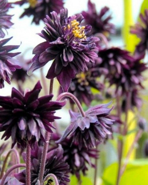 Растение Аквилегия Black barlow С2