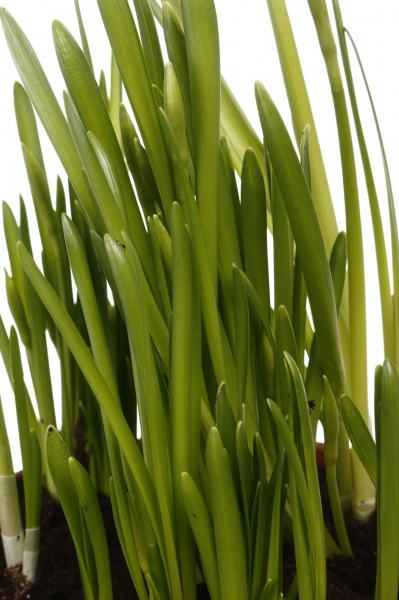 Рослина кімнатна Нарцис 7 шт. в сумці Jungle 16х16х16 см червоний/малюнок