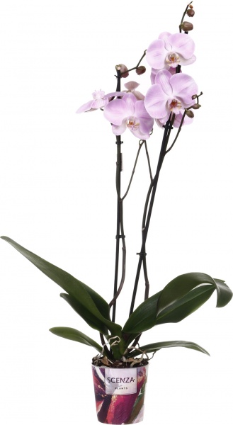 Растение Фаленопсис 12/75 2 гг элит микс