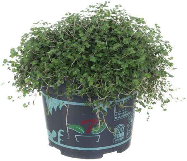 Растение комнатное Солейролия 13x20 см