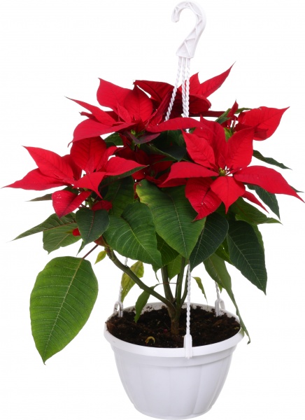 Растение Пуансеттия D20 см