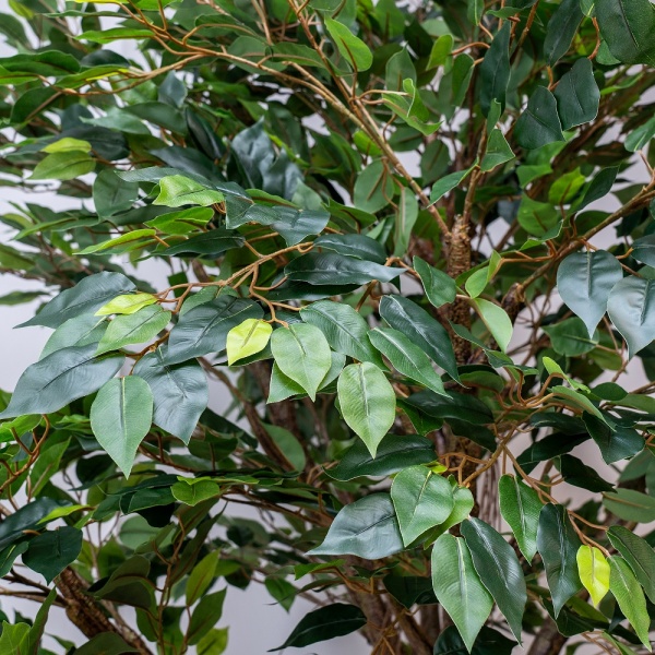 Дерево штучне Фікус 245 см на підставці 360542