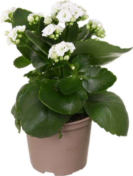 Растение декоративное Каланхое Розалин микс (12/25)