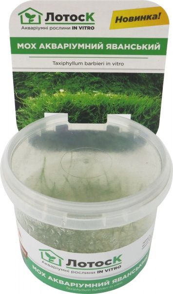 Рослина акваріумна Лотос К мох Яванський (Taxiphyllum barbieri in vitro)