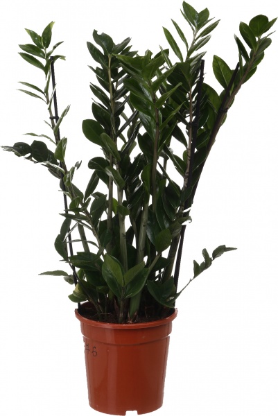 Рослина Заміокулькас 21/90