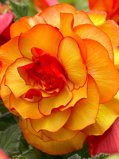 Бульба HOLLAND BULB MARKET B.V. бегонії Пікоті Єллоу/Ред 1 шт.