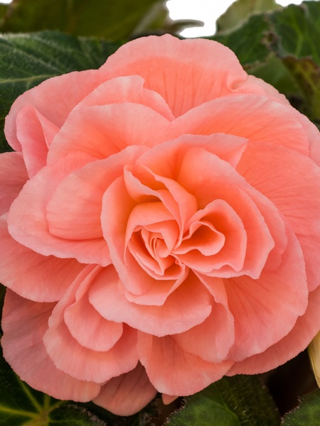 Клубень бегонии махровой лососевой 1 шт. 