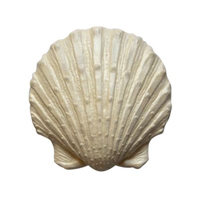 Декор гипсовый Подарок моря 3