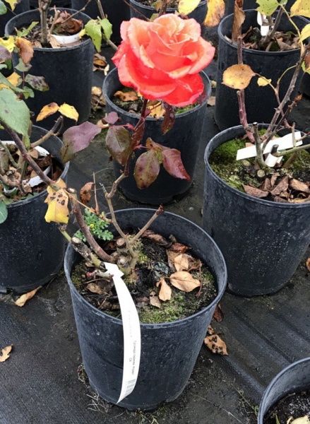 Роза парковая MegaPlant в ассортименте C4