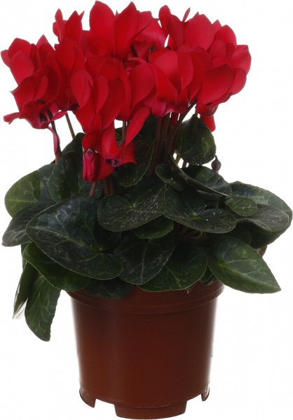 Растение комнатное Цикламен микс d10/h20