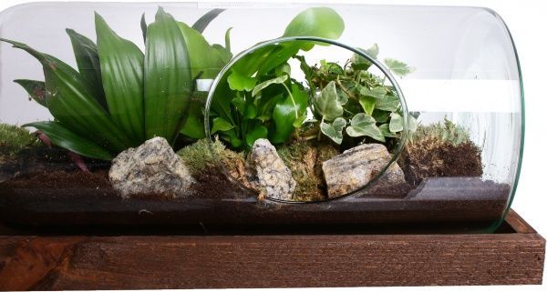 Террариум в бутылке горизонтальной 48х20 см