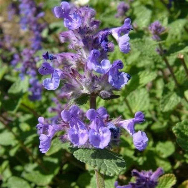 Растение Котовник Dropmore